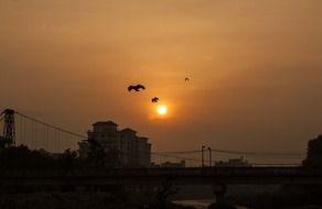 birds silhouettes at sunset sky above bridge