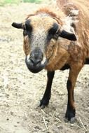 sheep in the zoological garden