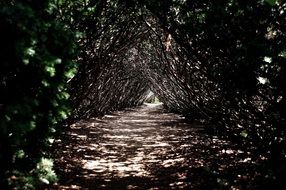 shadow forest path sunny scene