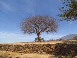 incredibly handsome lonely tree