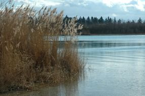 landscape of reed beds on the lake