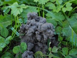 earthworm heaps in green leaves close up
