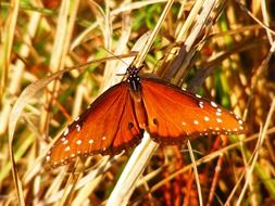 butterfly among the dry grass