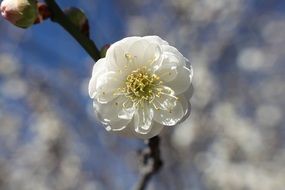 white flower on a tree on a blurred background