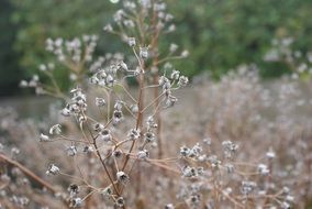 dry plants in the autumn meadow