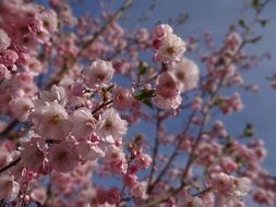 pink flowers on the branches of decorative cherry