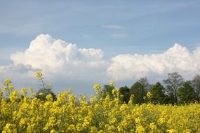 rapeseed field near the trees