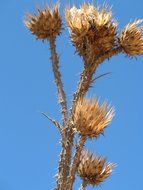 thistle dry thorn