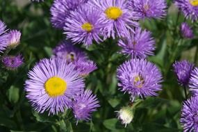 Purple colorful flora in garden