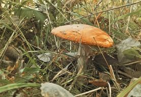 mushroom fly agaric hidden in the grass