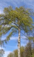 tall slender beech