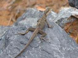water dragon on a gray stone