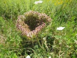 wild plant in botany