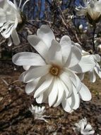 White magnolia flower on the nature close up