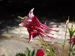 cute columbine wild flower
