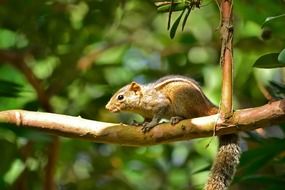 closeup photo of tiny squirrel on the branch