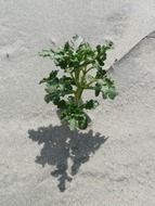green plants on a sand beach