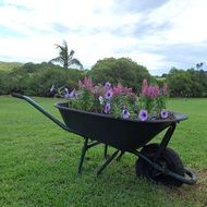 flowers growing in old wheelbarrow at garden