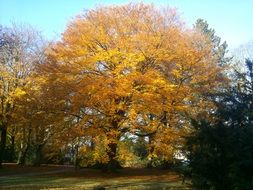 Tree with autumn leaves in the forest