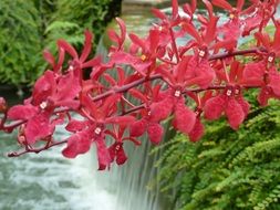 bright red orchid at the waterfall