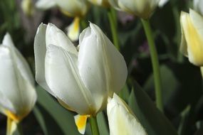 lovely white tulip flower