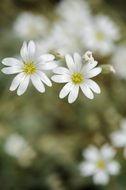 irresistible white flower nature