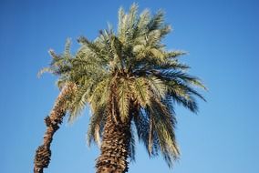 two tall palm trees
