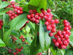 rowan tree with red berries