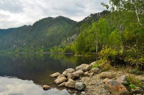 river rocks and forest landscape