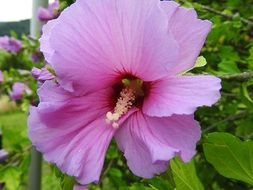 Beautiful aclearosea ornamental plants