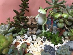 irresistible frog plant