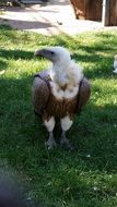 scavengers bird