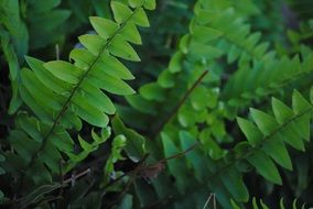 green fern leaves at wild