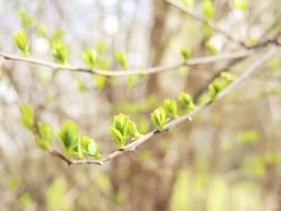 spring branch with buds macro