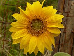 sunflower in front of wire grid fence