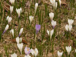 terrific spring alpine crocus