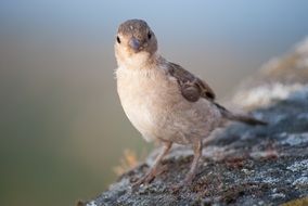 little sparrow bird