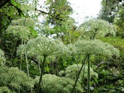 large inflorescences of angelica sylvestris