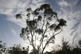 eucalyptus tree top at sky