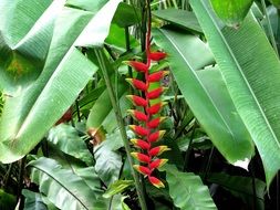 tropical banana flower