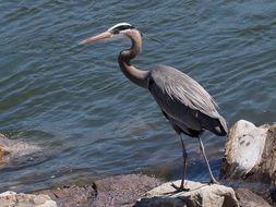 great blue heron bird