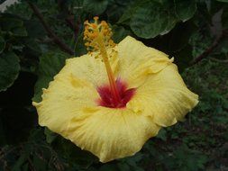 yellow sicily flower bloom macro