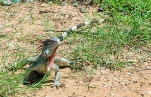 wonderful green iguana