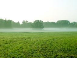 fog above green meadow at forest