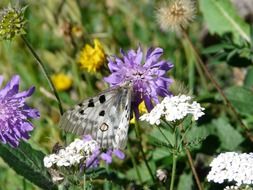 gorgeous butterfly and flowers