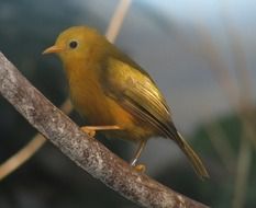 Yellow small bird on branch