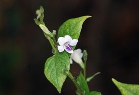 flower on the blured background