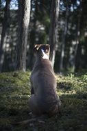 dog in the forest