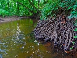 tree roots by the river in the jungle