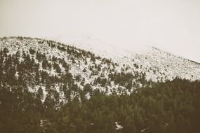 photo of winter forest on the hills